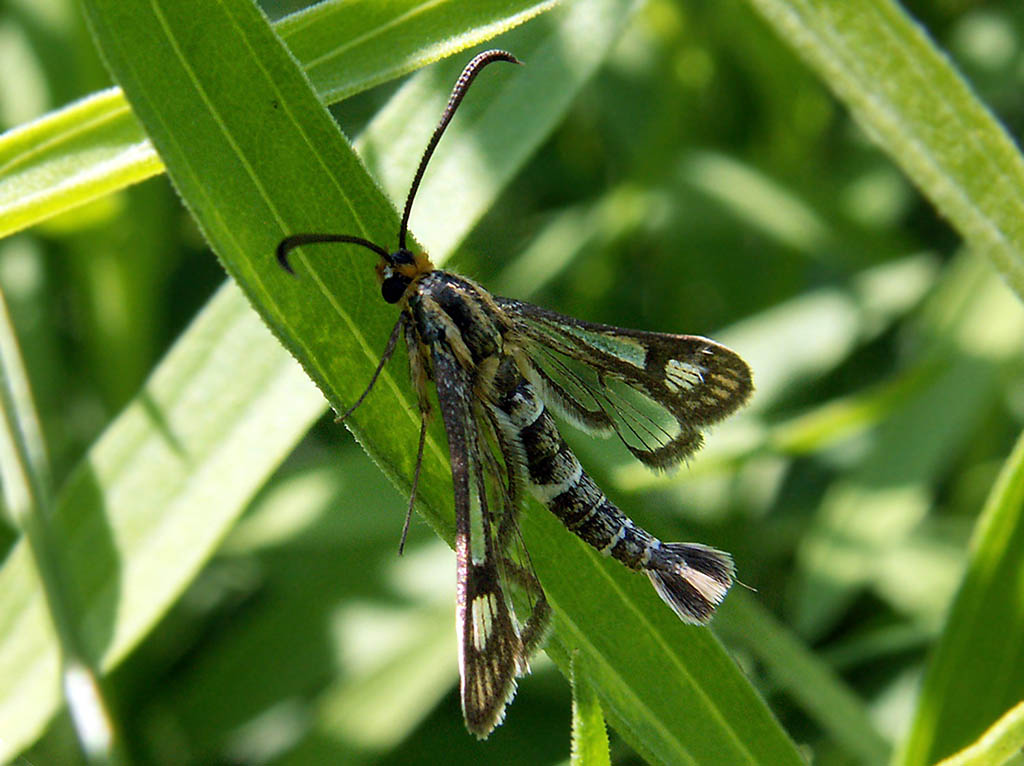 Стеклянница молочайная (Chamaesphecia astatiformis)