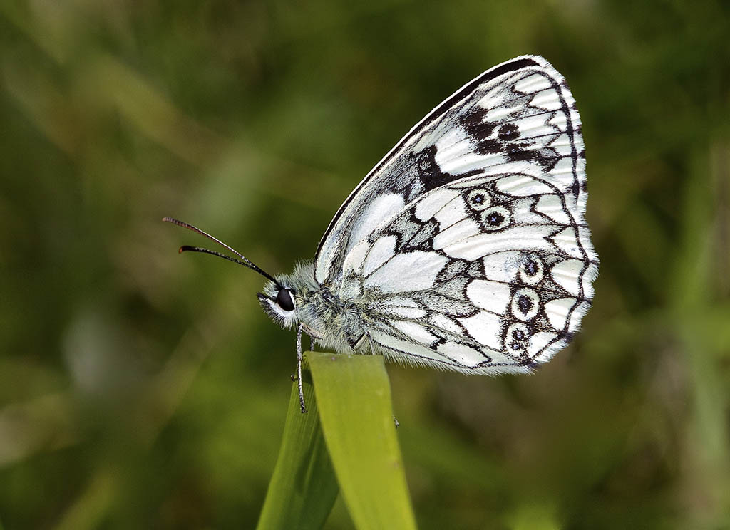 Меланаргия Галатея (Melanargia galathea)