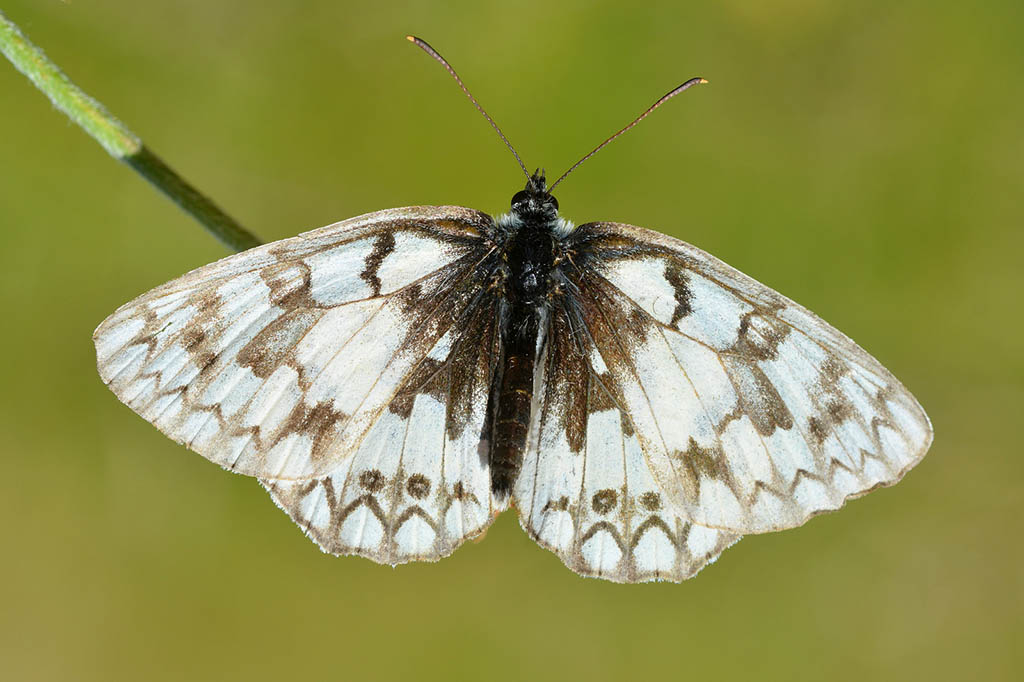 Меланаргия русская (Melanargia russiae)