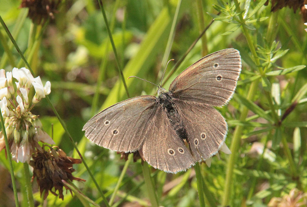 Глазок цветочный (Aphantopus hyperantus)