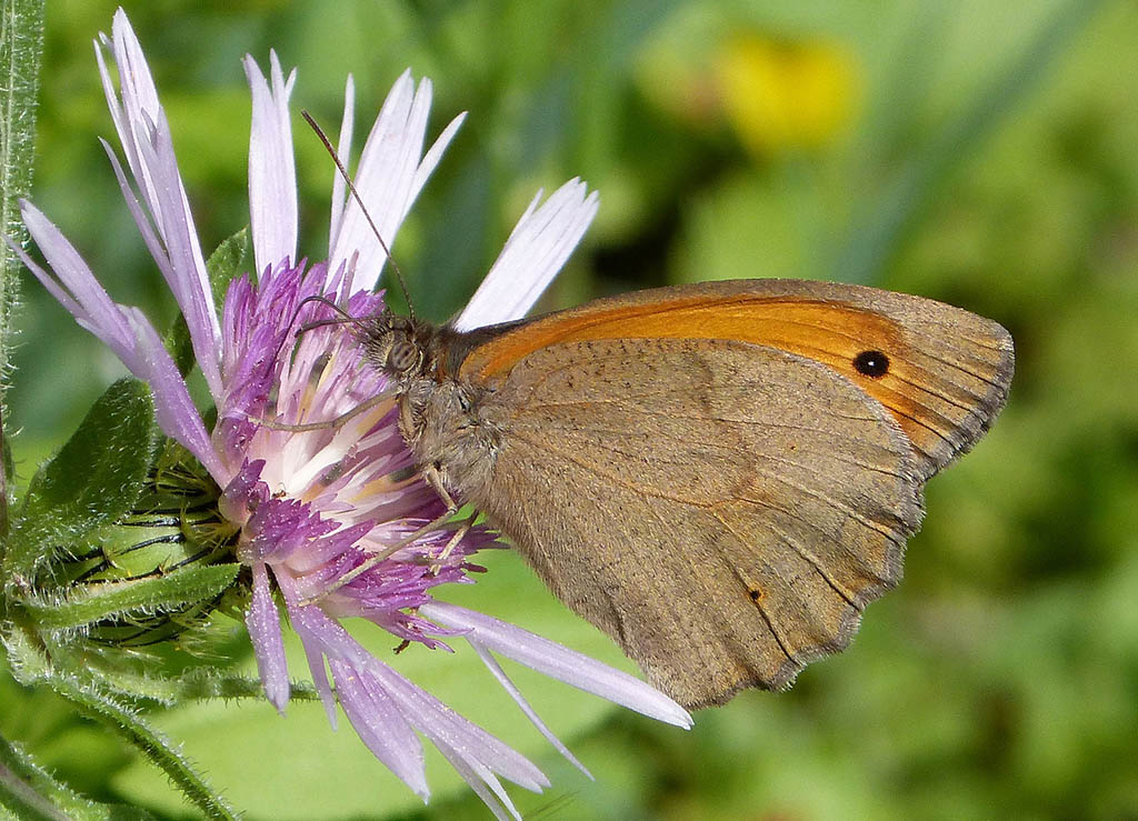 Глазок люпиновый (Hyponephele lupina)