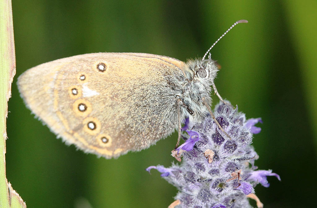 Сенница Амариллис (Coenonympha amaryllis)