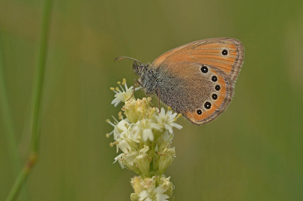 Сенница Леандр (Coenonympha leander)