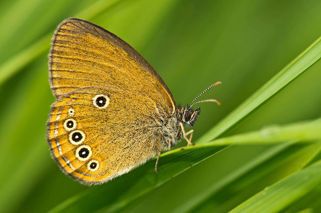 Сенница Эдип (Coenonympha oedippus)