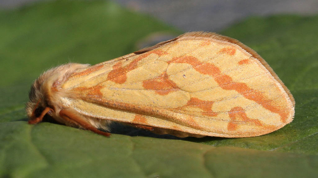 Тонкопряд хмелевый (Hepialus humuli), самка