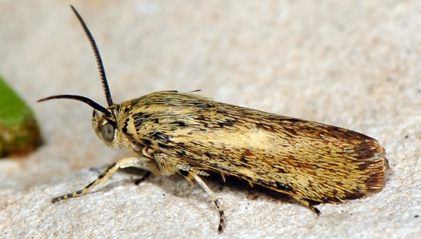 Браходес карликовый (Brachodes pumila)