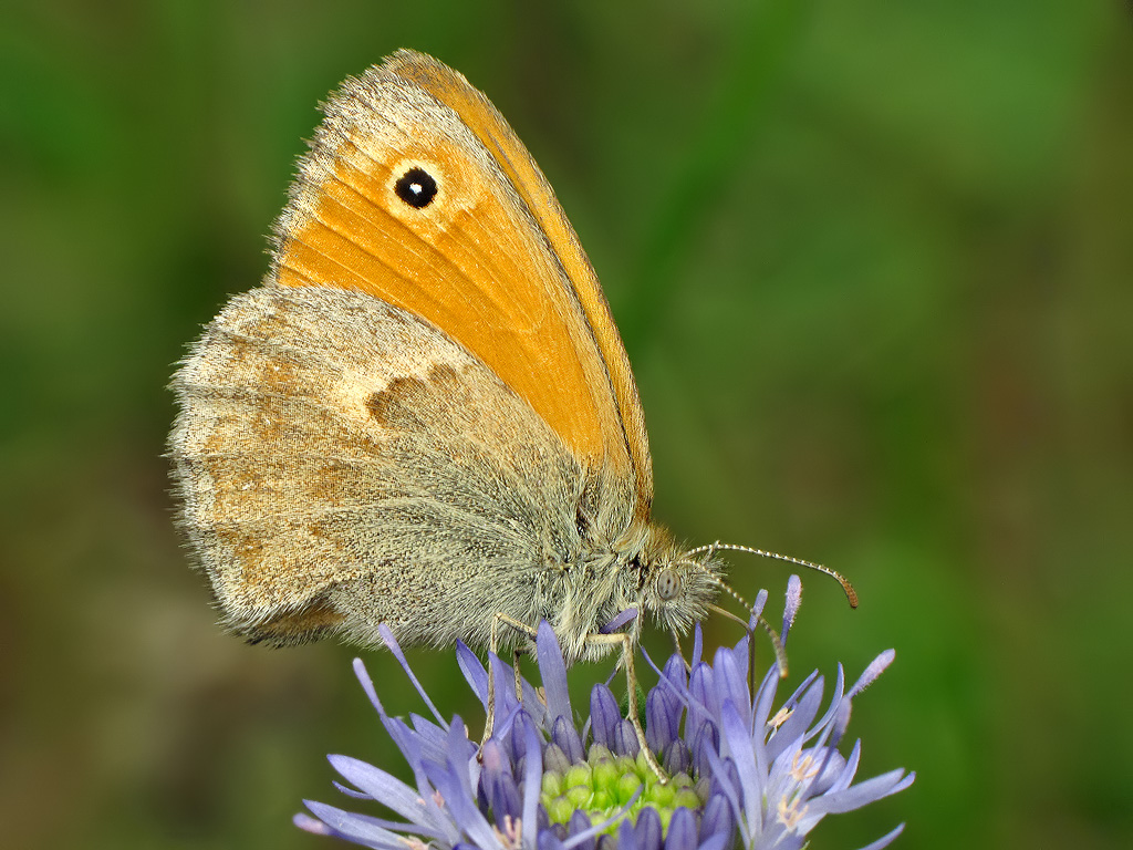 Сенница обыкновенная (Coenonympha pamphilus)