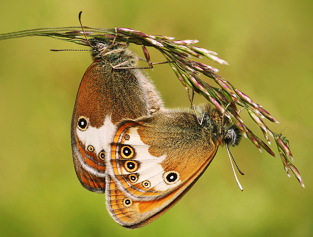 Сенница Аркания (Coenonympha arcania)