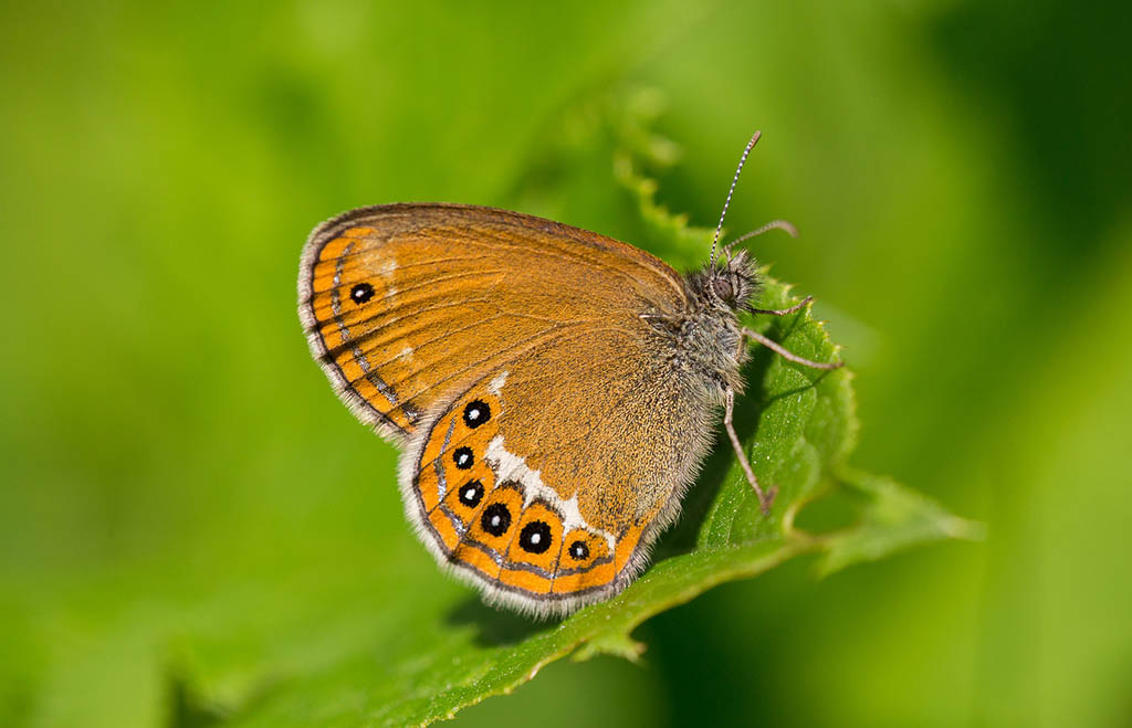 Сенница Геро (Coenonympha hero)