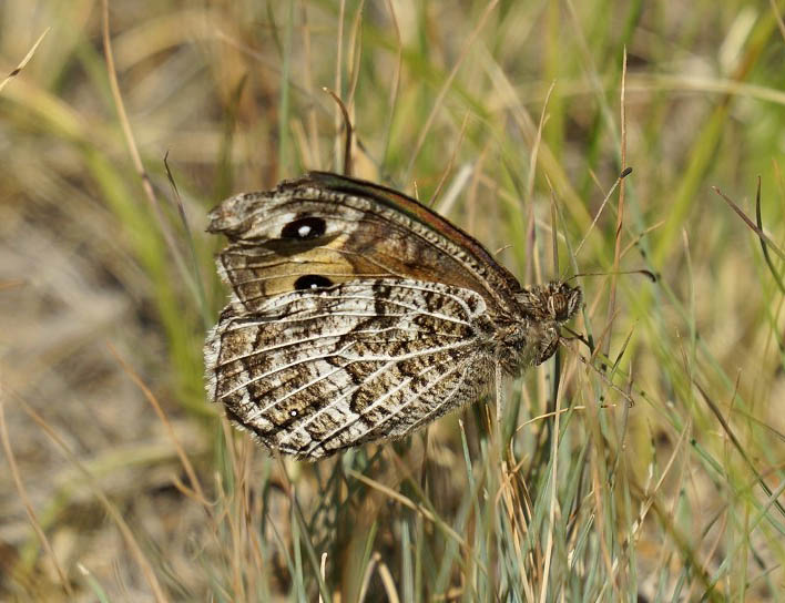 Бархатница Автоноя (Hipparchia autonoe)