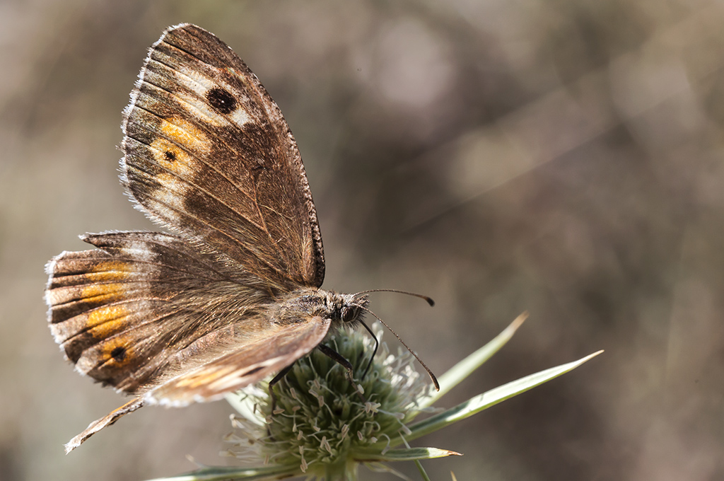 Бархатница Аретуза (Arethusana arethusa)