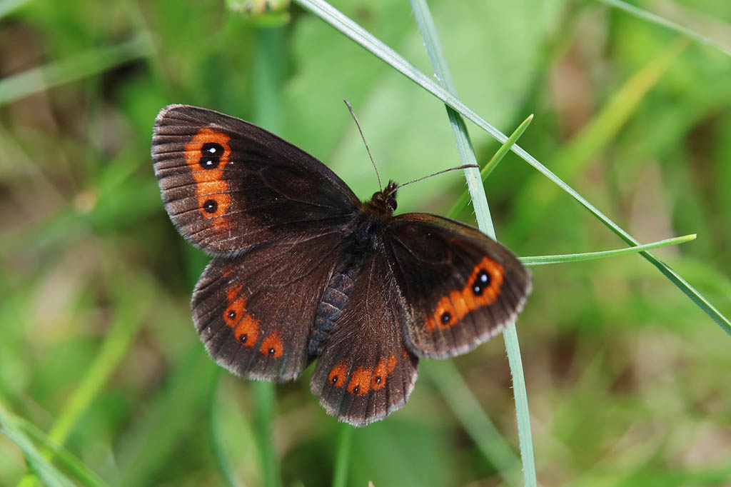 Чернушка Лигея (Erebia ligea)