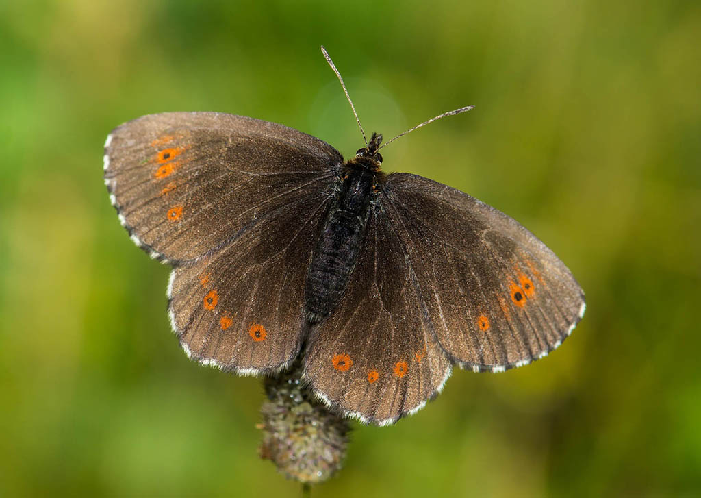 Чернушка Эвриала (Erebia euryale)