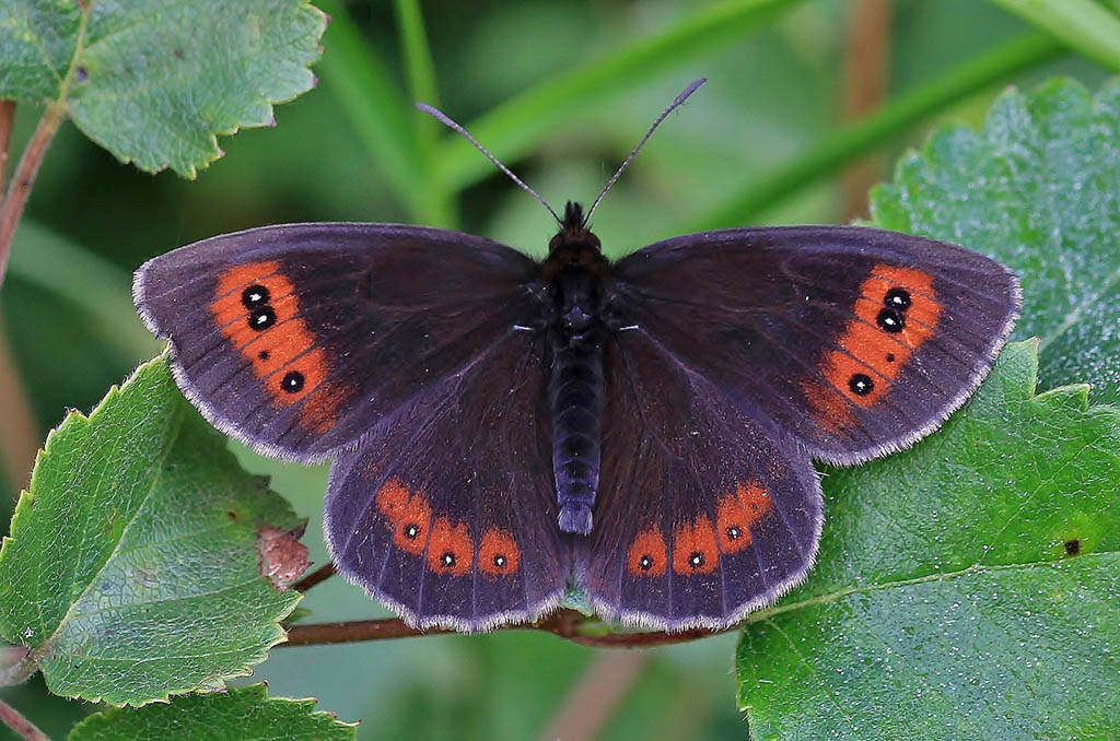 Чернушка Эфиоп (Erebia aethiops)