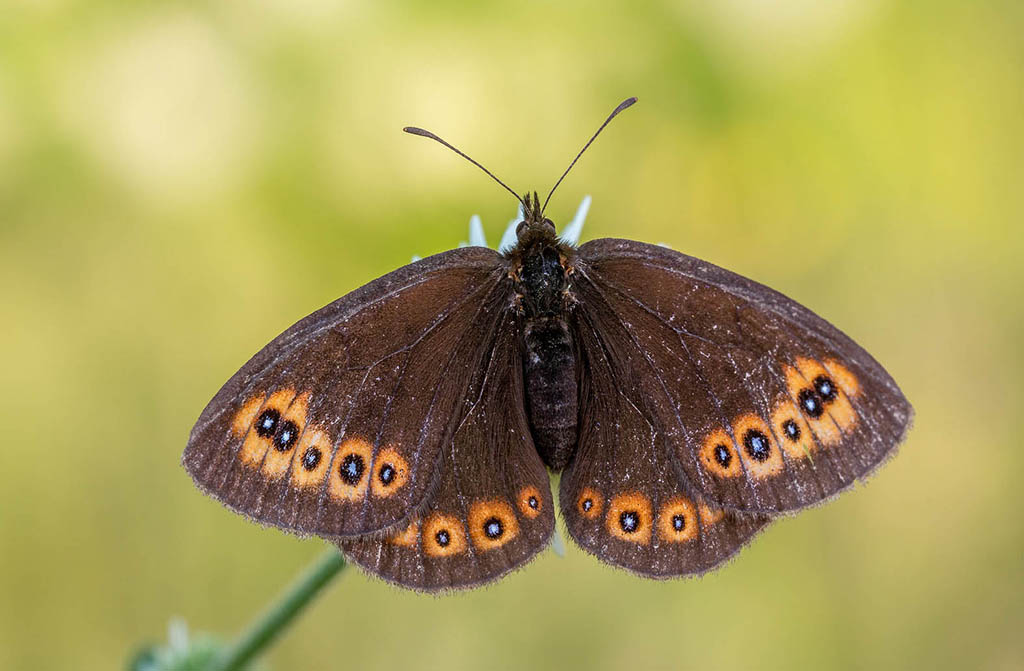 Чернушка медуза (Erebia medusa)