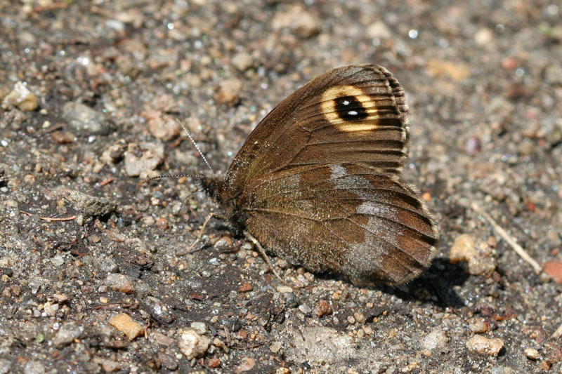 Чернушка циклоп (Erebia cyclopia)