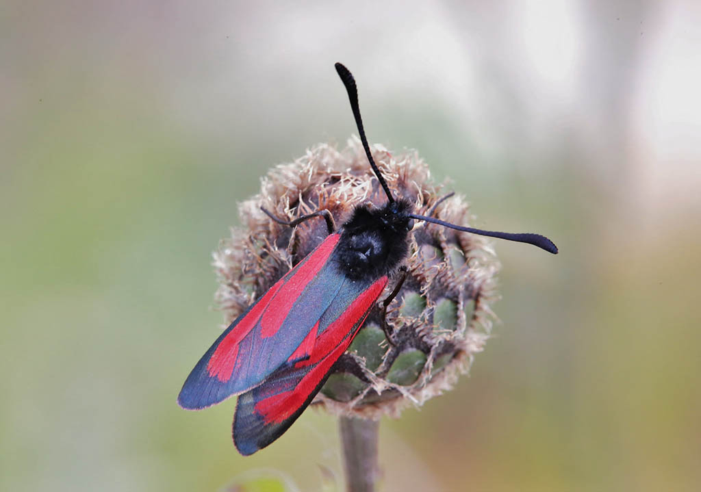 Пестрянка пурпурная (Zygaena purpuralis)