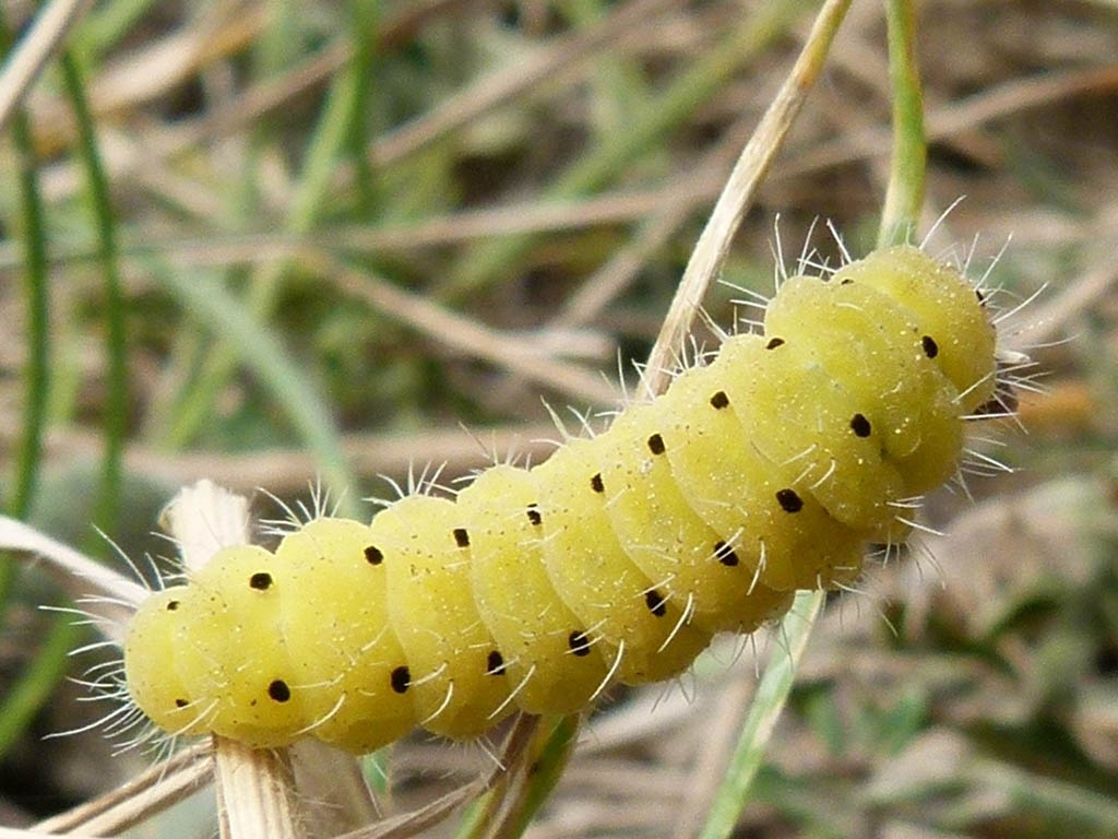 Пестрянка пурпурная (Zygaena purpuralis), гусеница самки