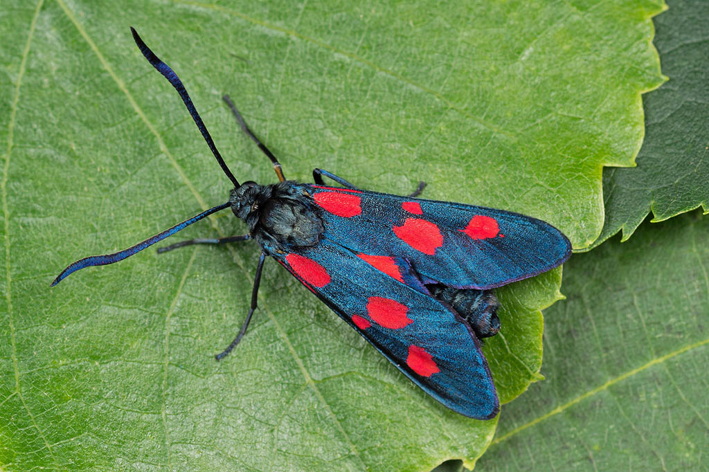 Пестрянка луговая (Zygaena lonicerae)