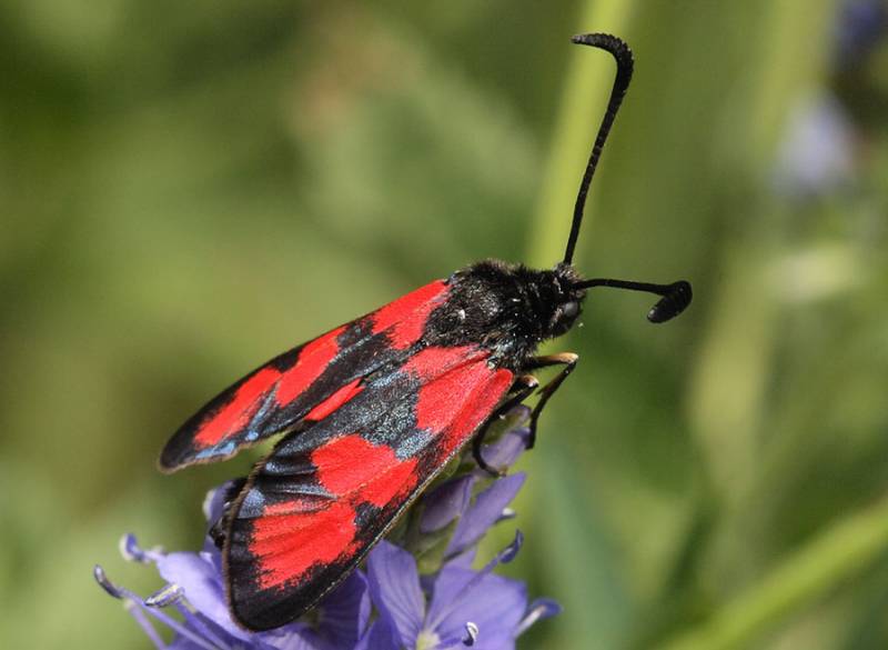 Пестрянка понтийская (Zygaena sedi)