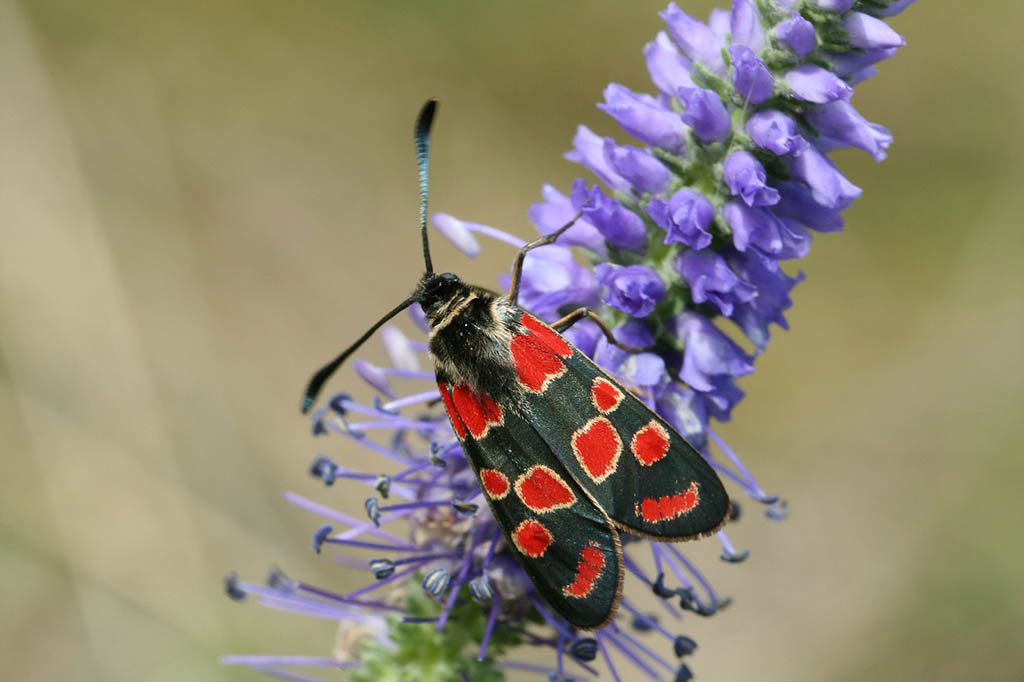 Пестрянка глазчатая (Zygaena carniolica)