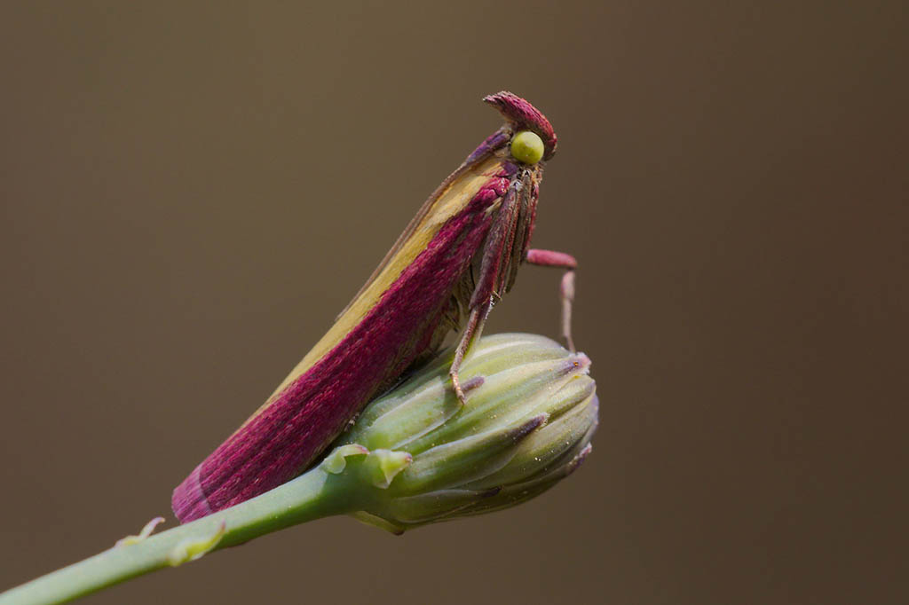 Огнёвка люцерновая (Oncocera semirubella)