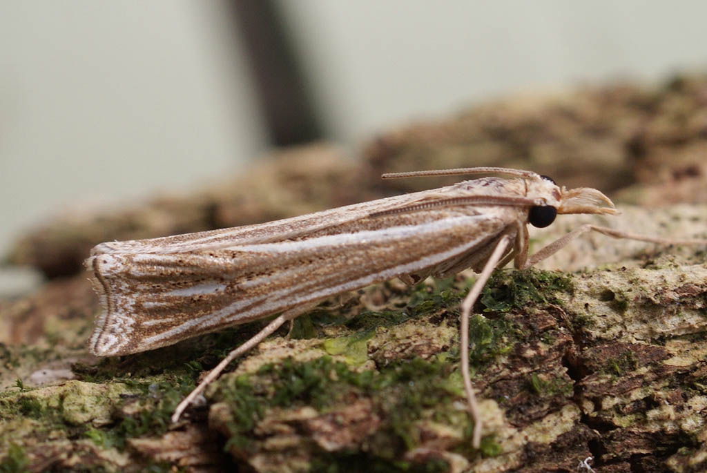 Огнёвка-травянка длинноносая (Ancylolomia palpella)