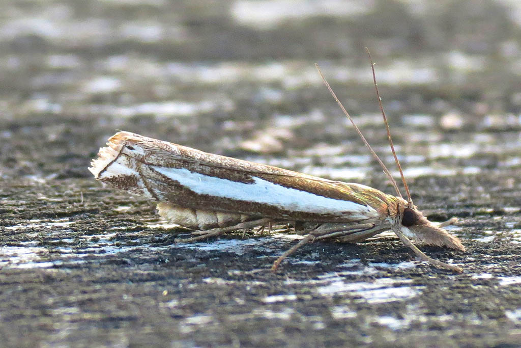 Огнёвка-травянка песчаная (Crambus hamella)