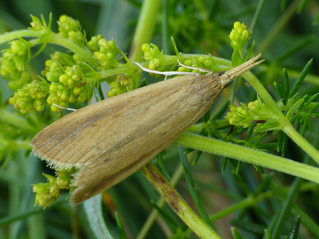 Огнёвка гигрофитная гигантская (Schoenobius gigantella)