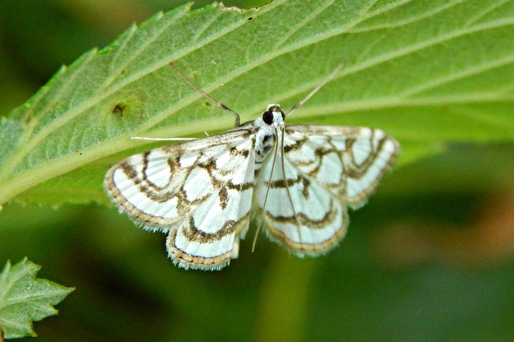 Огнёвка водная прудовая (Nymphula nitidulata)