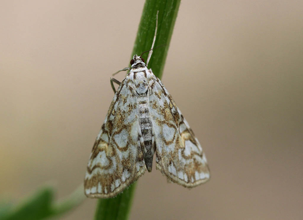 Огнёвка водная кувшинковая (Elophila nymphaeata)