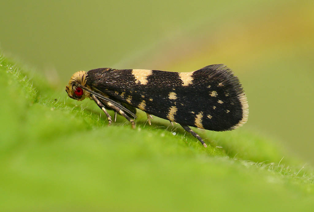 Моль продоксидовая малинная (Lampronia corticella)