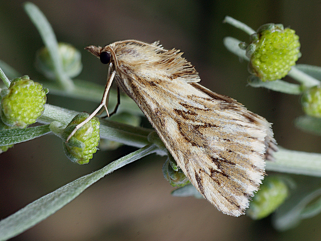 Огнёвка совковидная зубчатая (Cynaeda dentalis)