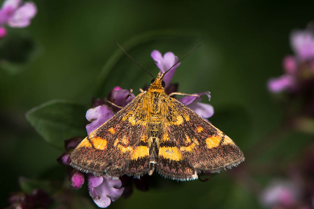 Огнёвка луговая золотистая (Pyrausta aurata)