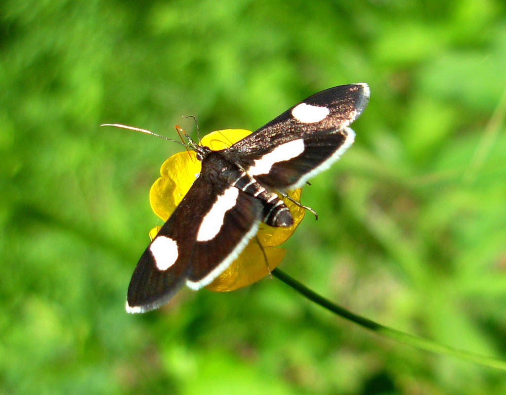 Огнёвка луговая печальная (Algedonia luctualis)