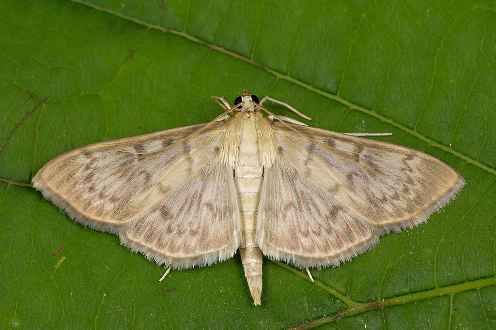 Огнёвка крапивная большая (Pleuroptya ruralis)