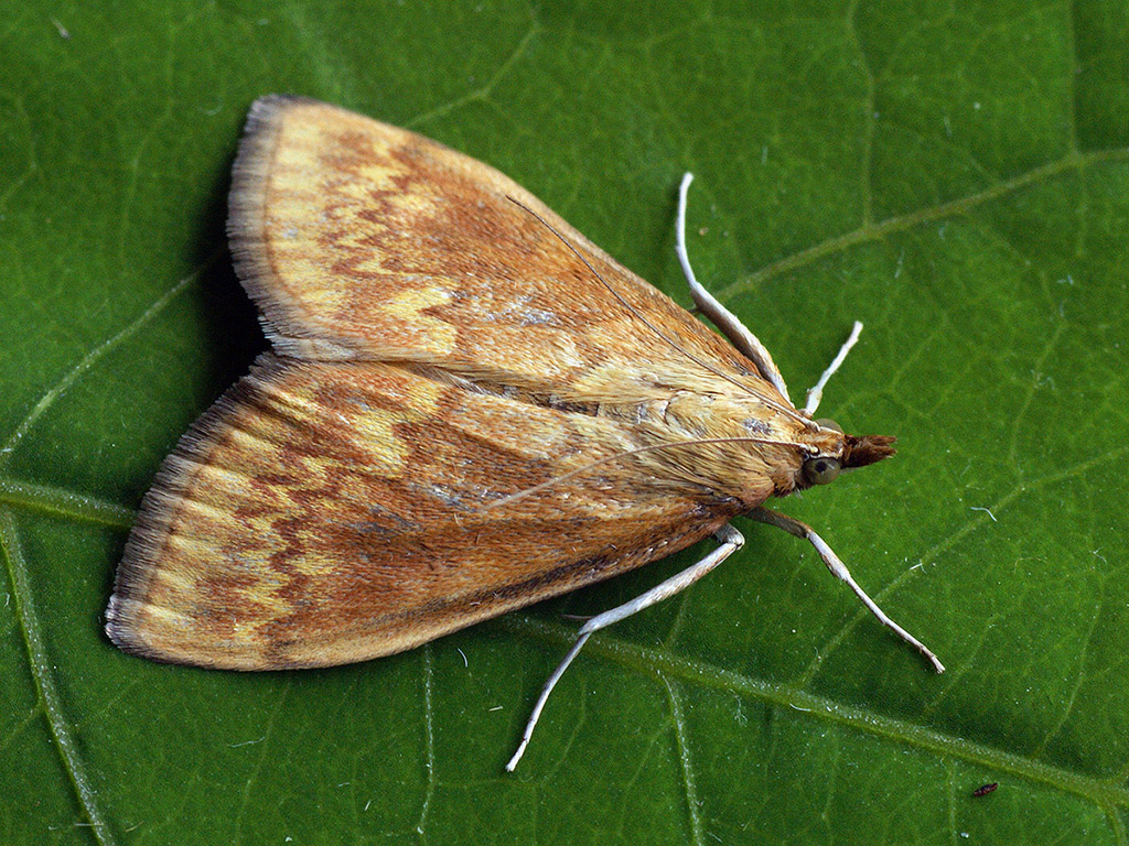 Стеблевой мотылёк (Ostrinia nubilalis)