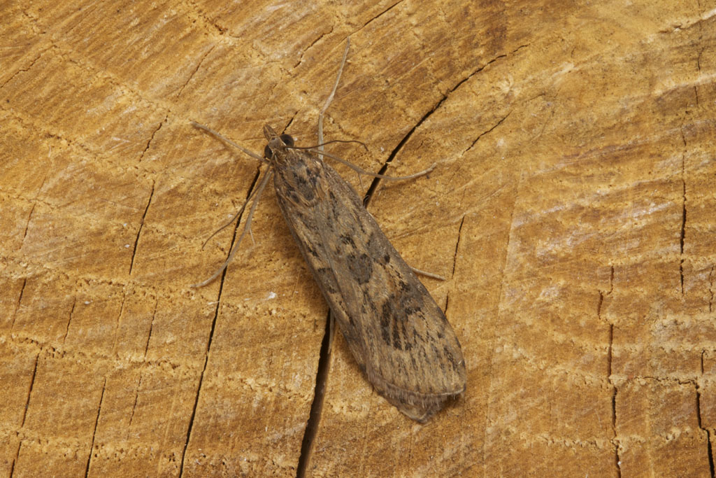 Огнёвка луговая совковидная (Nomophila noctuella)