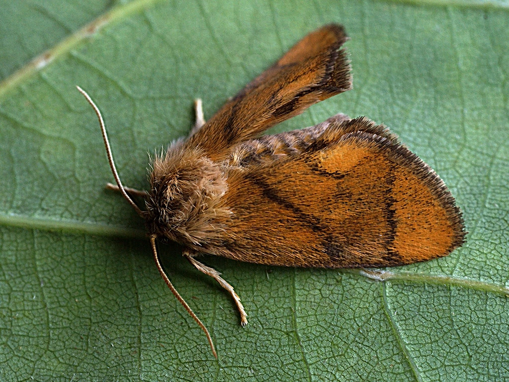 Бабочка-мокрица (Apoda limacodes)