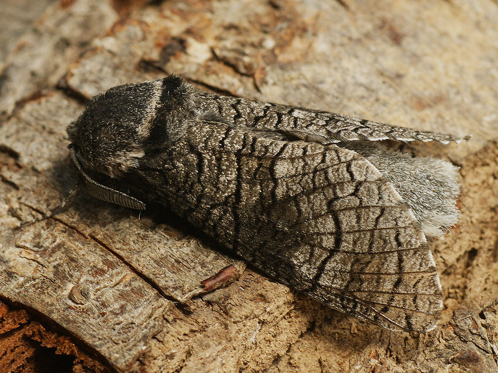 Древоточец осиновый (Lamellocossus terebra)