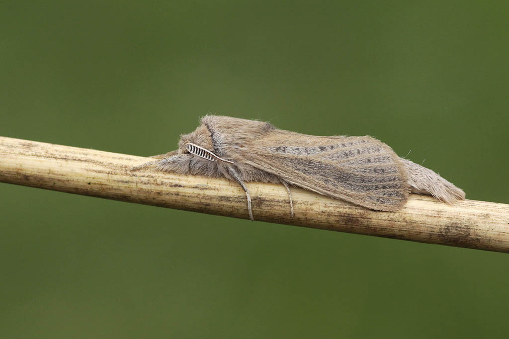 Сверлило камышовый (Phragmataecia castaneae)