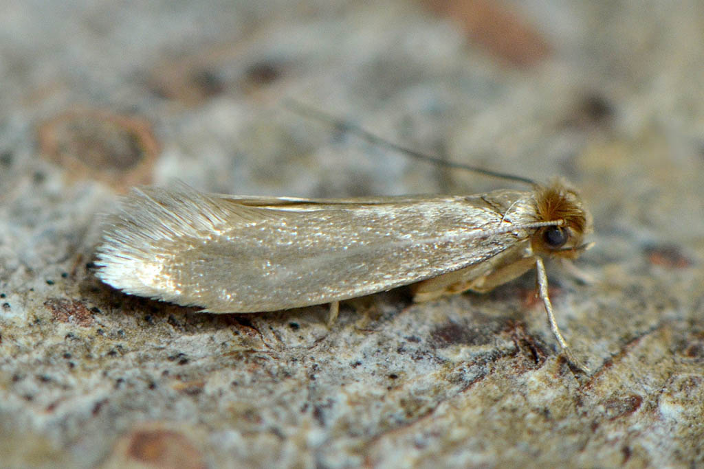 Моль платяная (Tineola bisselliella)