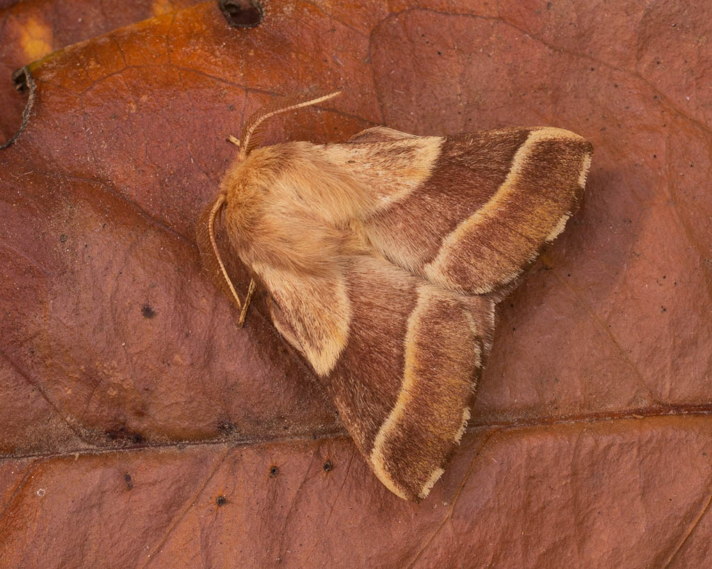 Коконопряд кольчатый (Malacosoma neustria)