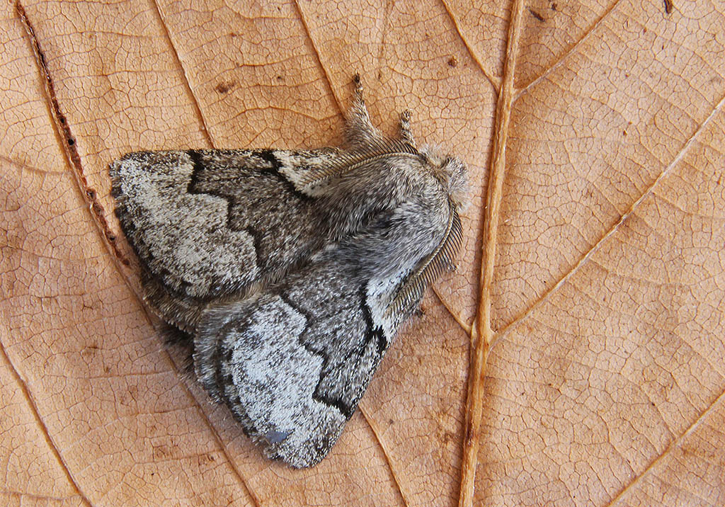 Коконопряд боярышниковый (Trichiura crataegi)