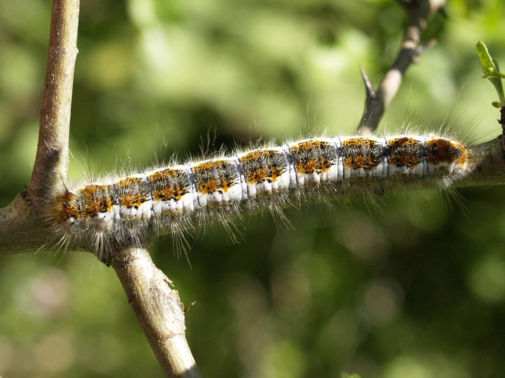 Коконопряд боярышниковый (Trichiura crataegi), гусеница