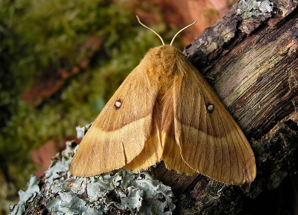 Коконопряд дубовый (Lasiocampa quercus)