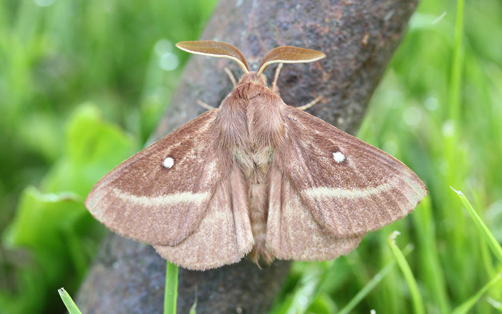 Коконопряд клеверный (Lasiocampa trifolii)