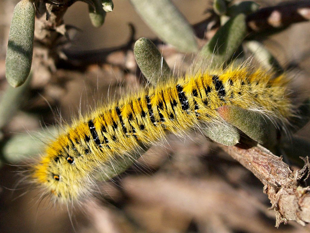 Коконопряд клеверный (Lasiocampa trifolii), гусеница