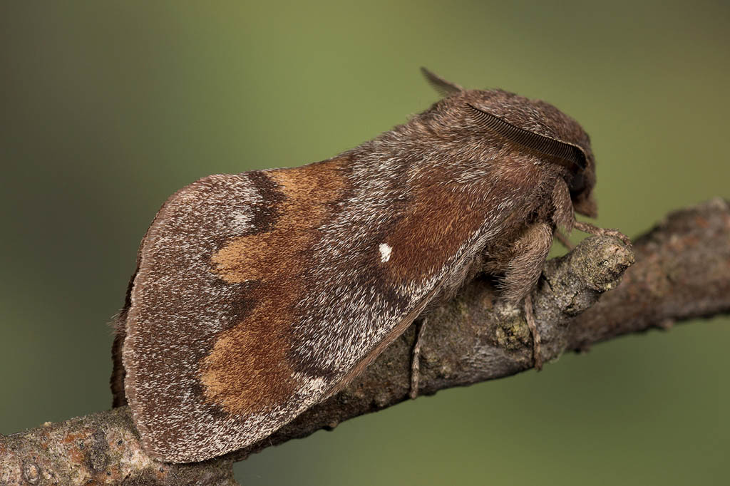 Коконопряд сосновый (Dendrolimus pini)