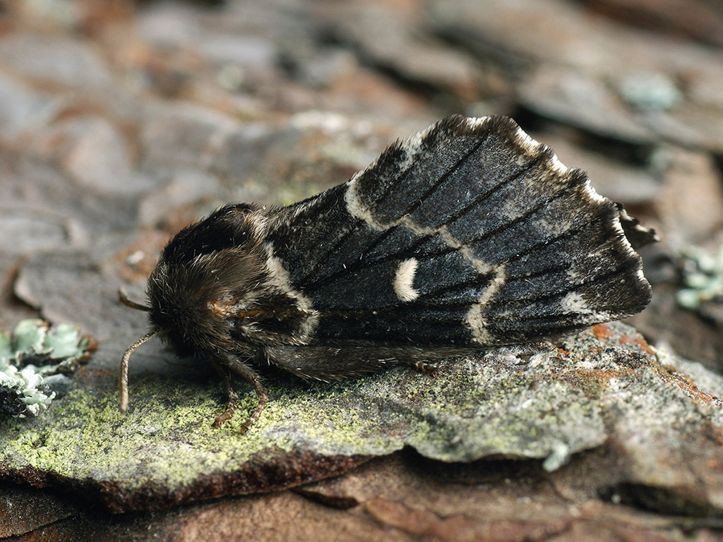 Коконопряд лунчатый (Cosmotriche lobulina)